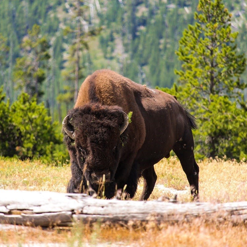 A bison stands in the prairie against a backdrop of conifer trees. Rewilding Europe have recently reintroduced Bison in Europe to help naturally engineer the landscape. 