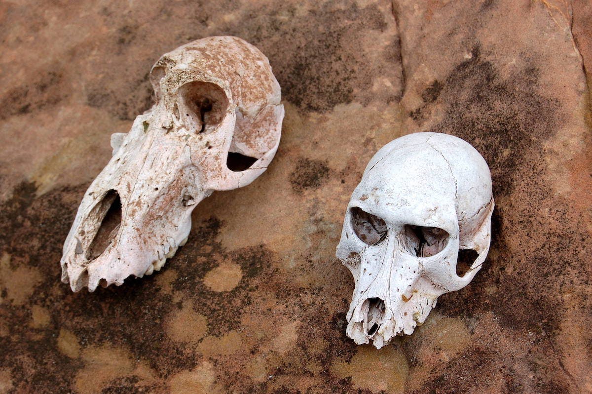 Two white animal skulls stand out against the brown rock they sit on