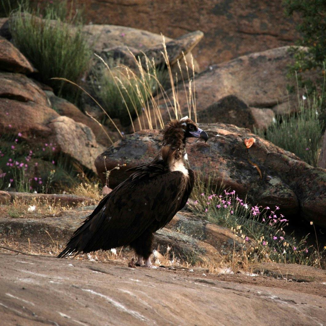 A black vulture a top a crop of granite rocks.