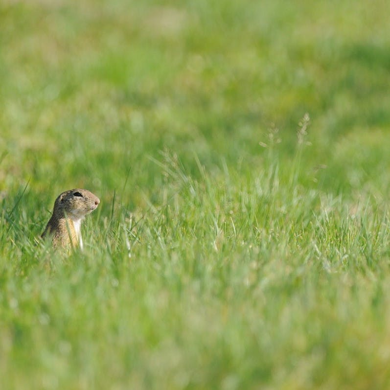 An individual European ground squirrel in a field