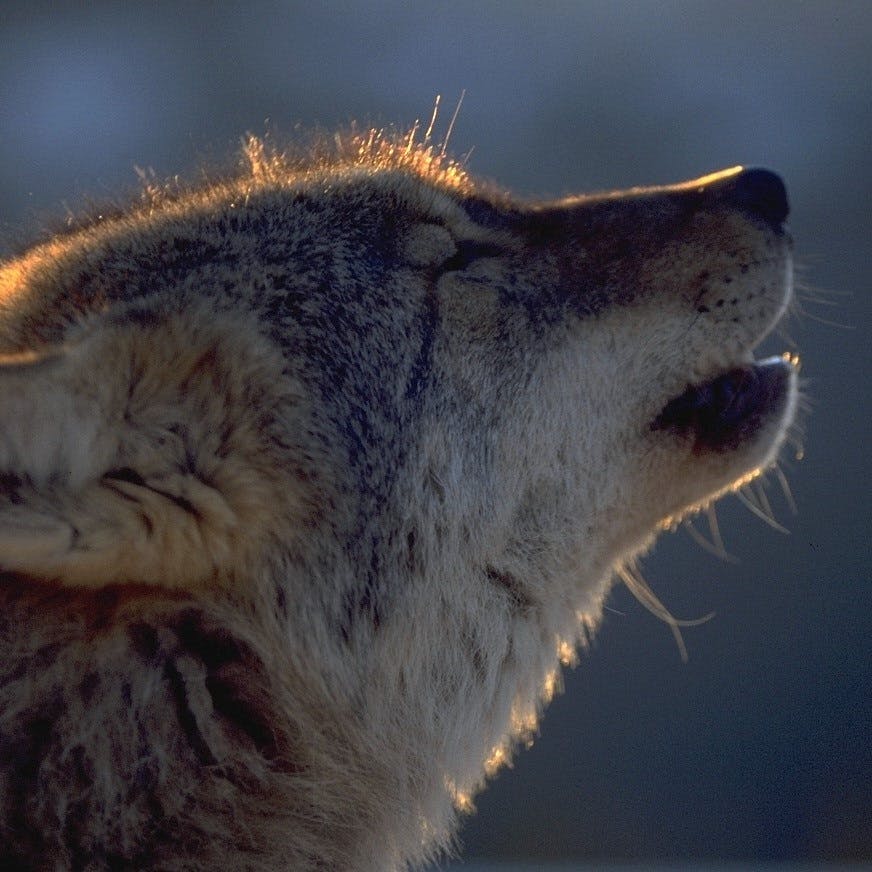 A European wolf howling. Although the wolf is listed as ‘Least Concern’ in Europe, it is threatened at a national level in several countries (Sweden/Norway, Germany, France). 