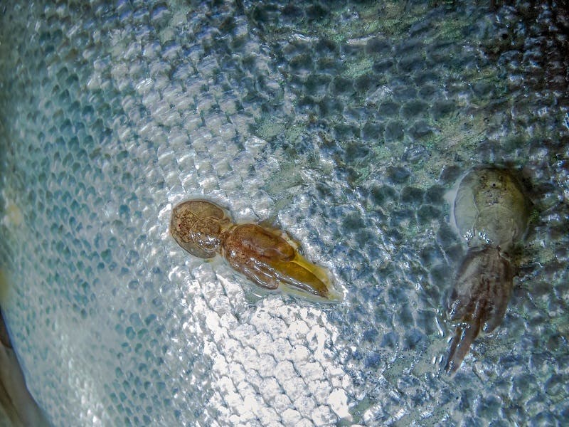 Close up of sea lice attached to the skin of fish. 