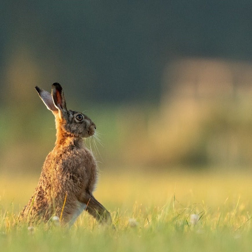 In a field of grass, a rabbit stands erect. 