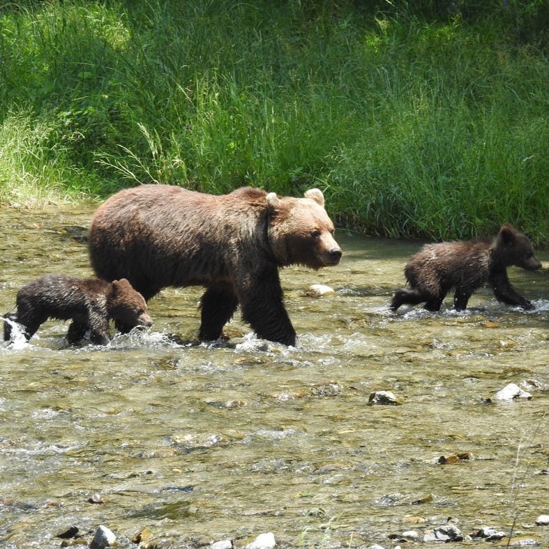 A bear and her cubs walking through a river in the Carpathian Mountains.
