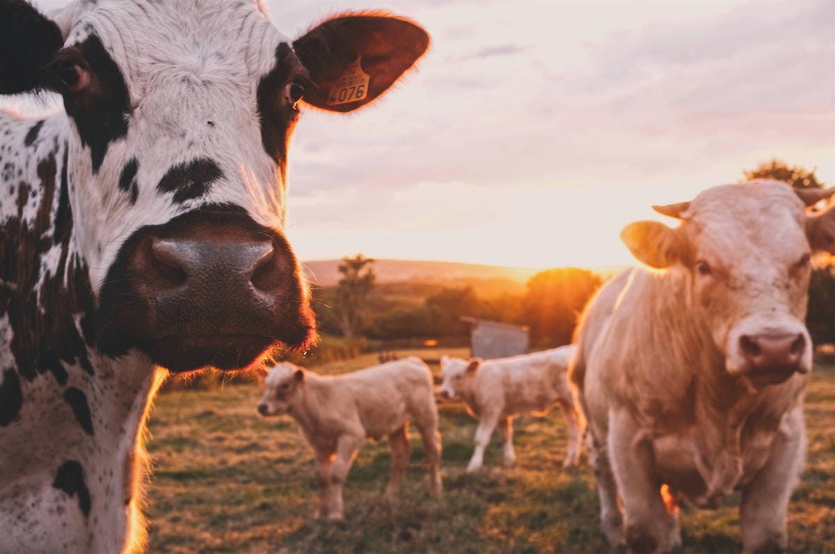 Cows stand in the foreground with calves behind them under the golden light of the evening sun