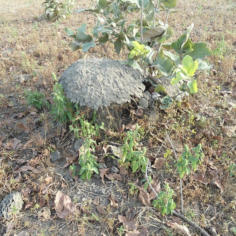 A termite mound surrounded by plants.