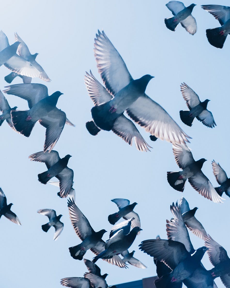 A flock of pigeons fly through the sky.