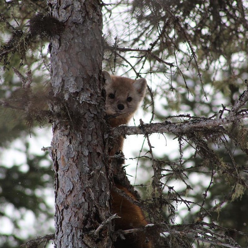 A pine marten clings to the trunk of a tree, one of the species rewilding is helping in the Scottish Highlands.