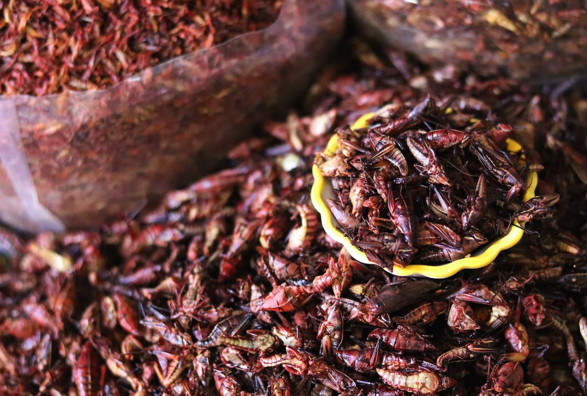 A pile of edible insects on sale at an insect market.