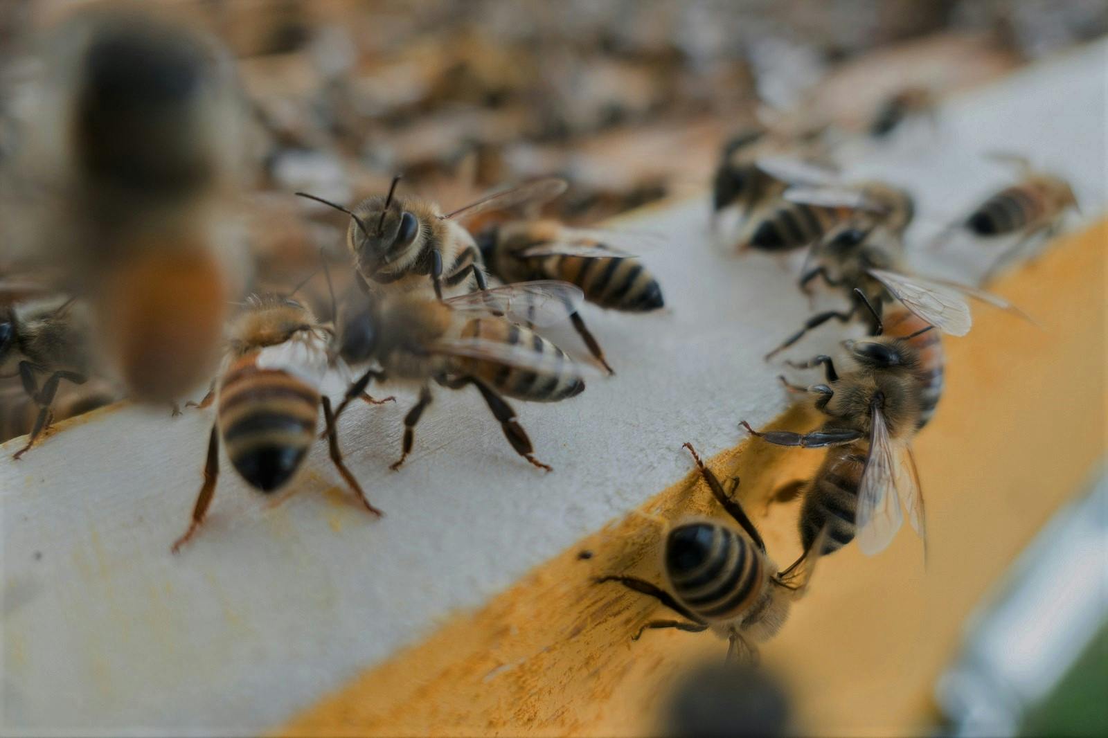 A close up photograph of honey bees returning to their hive.