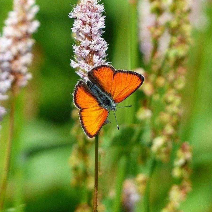 A beautiful orange large copper butterfly sits on a light purple wildflower against a green background
