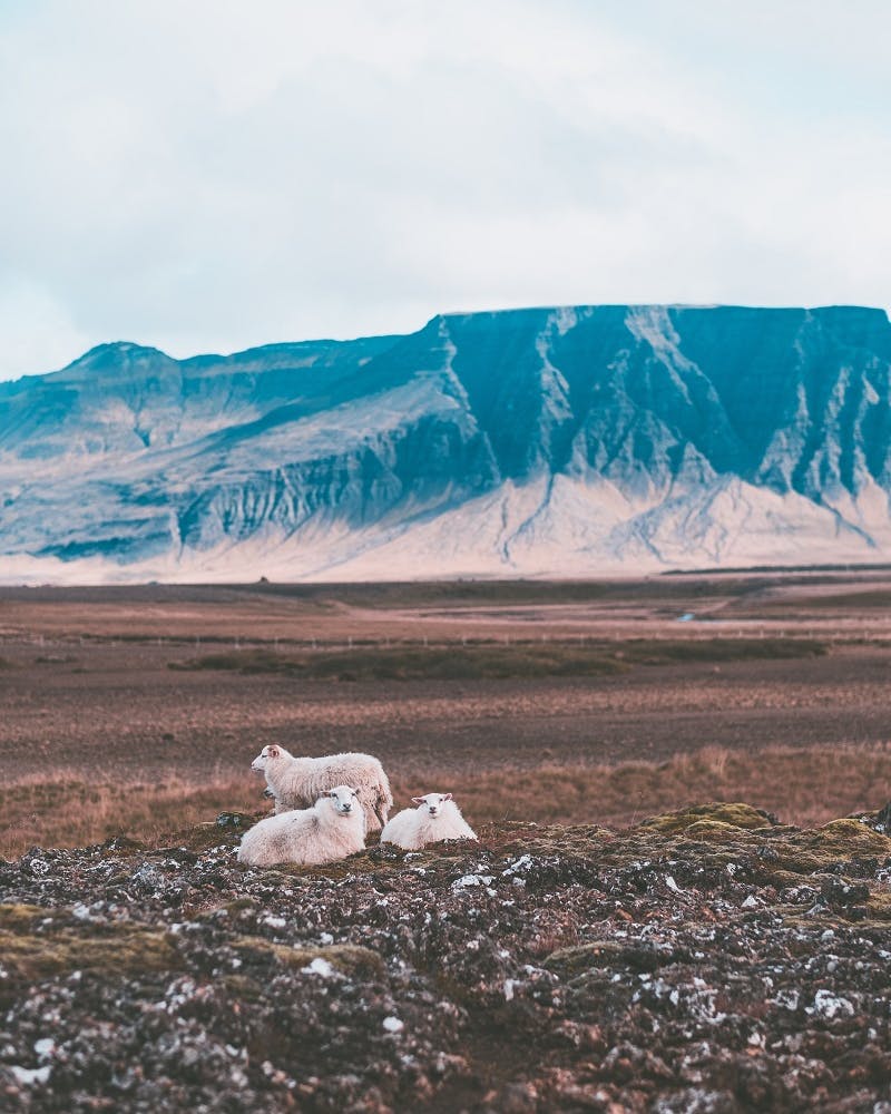 Three sheep sitting in a bare landscape in Iceland.