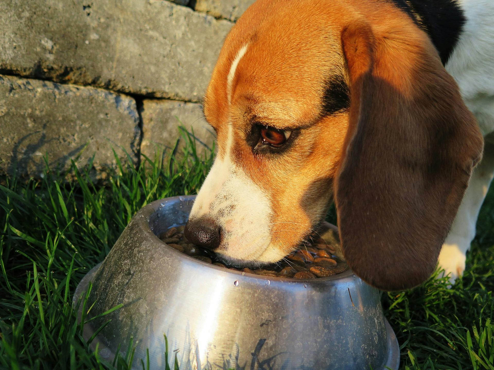 A dog eating from his bowl outside in the garden.