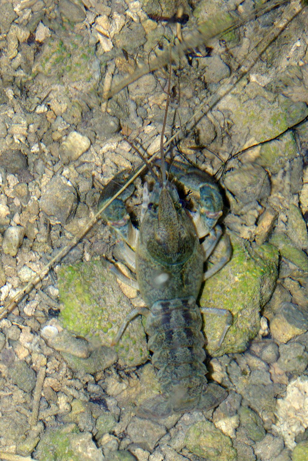 white-clawed crayfish on the riverbed