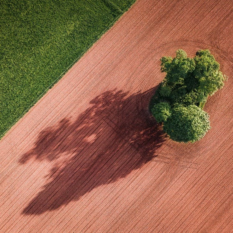 Birds eye view of a ploughed field with a single tree in it.