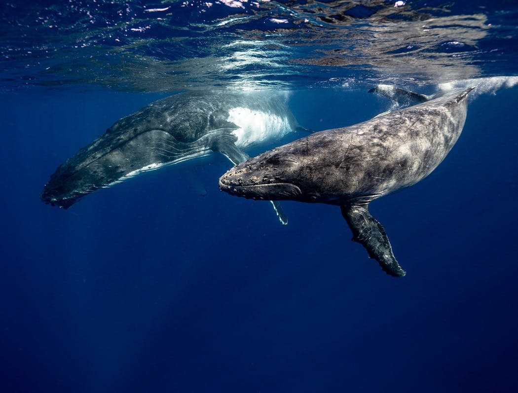 How Whales Fight Climate Change