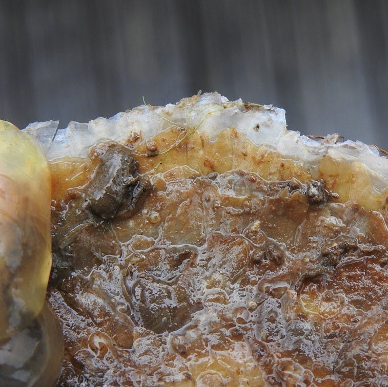 A close up shot of a European flat oyster