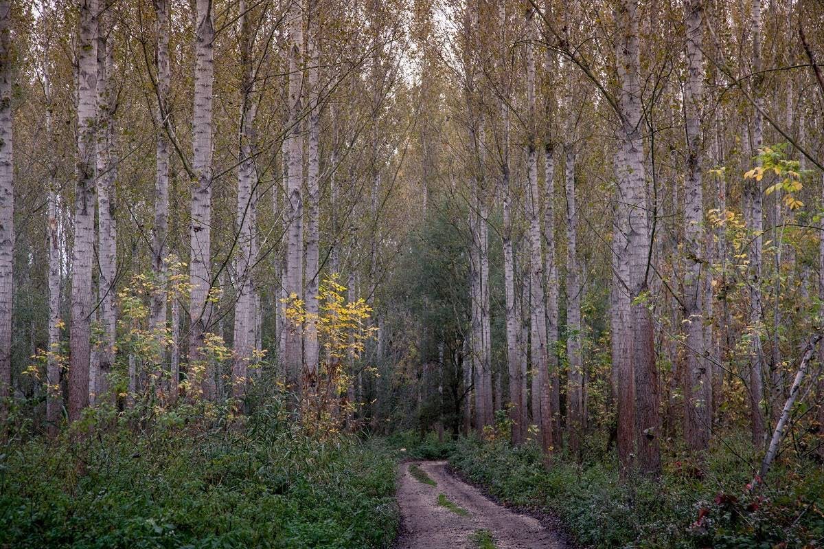 Hybrid poplar plantations, with an uncharacteristic weed-infected herb layer that hinders the natural rejuvenation of alluvial forests
