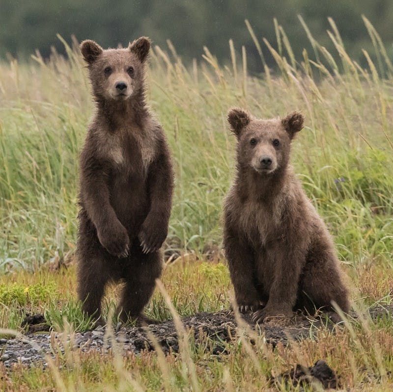 Two young brown bears, one standing and the other sitting, stare into the distance.