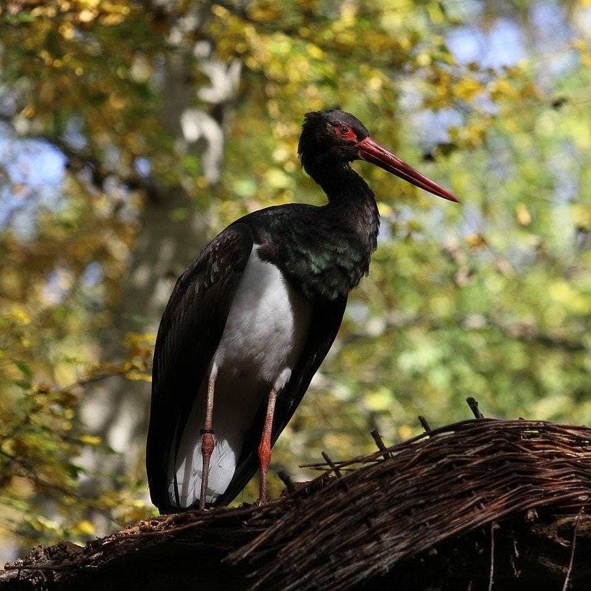 An endangered black stork sits on a roof against a backdrop of green and golden leaves