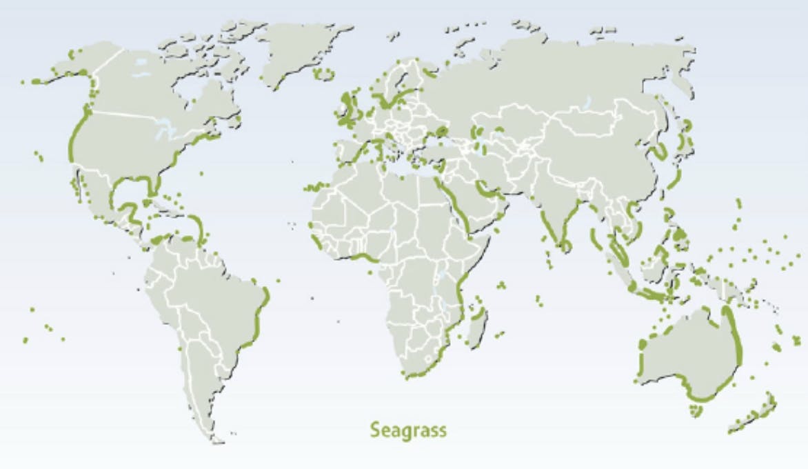 Seagrass Distribution on a map