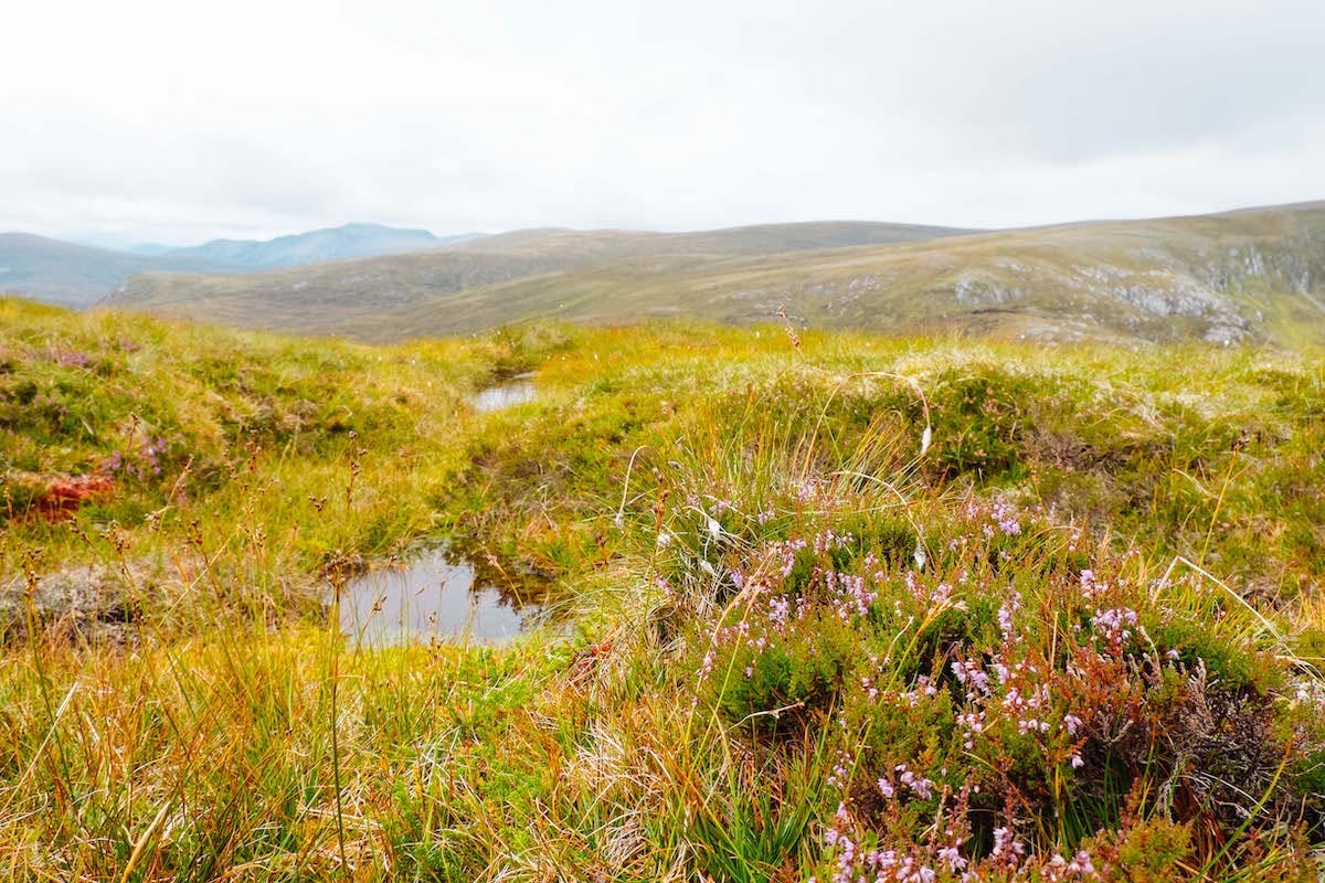 Pink heather blooms against a backdrop of yellow vegetation