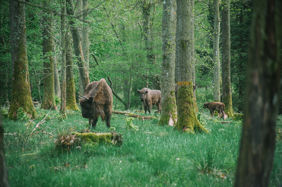 Rewilding Diaries: An Encounter With The Mighty European Bison