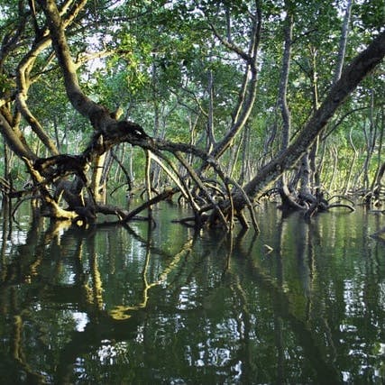 Mangrove forest