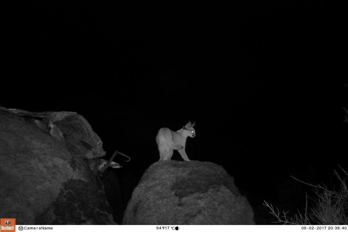 A camera trap photo in night vision of a caracal on a rock. Mossy earth's rewilding project in Namibia is supporting this animal. 