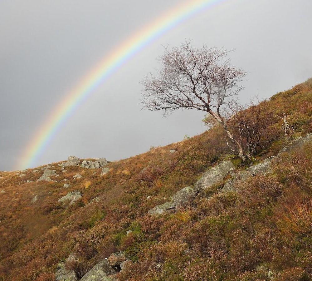 a lonesome mountain birch with a rainbow overhead in Scotland.