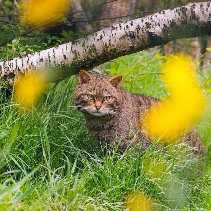 A Scottish wildcat (Felis silvestris) at the breeding facility at Alladale Wilderness Reserve