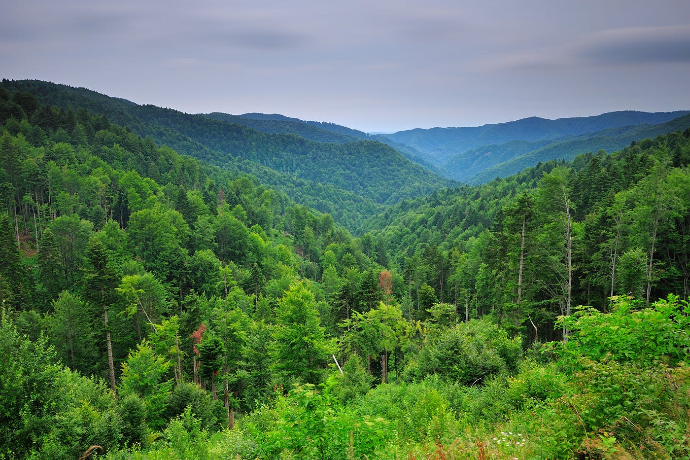 The view of a lush green forest across several valleys.