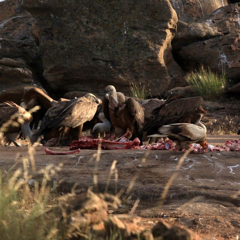 A committee of Griffon vultures feeding.