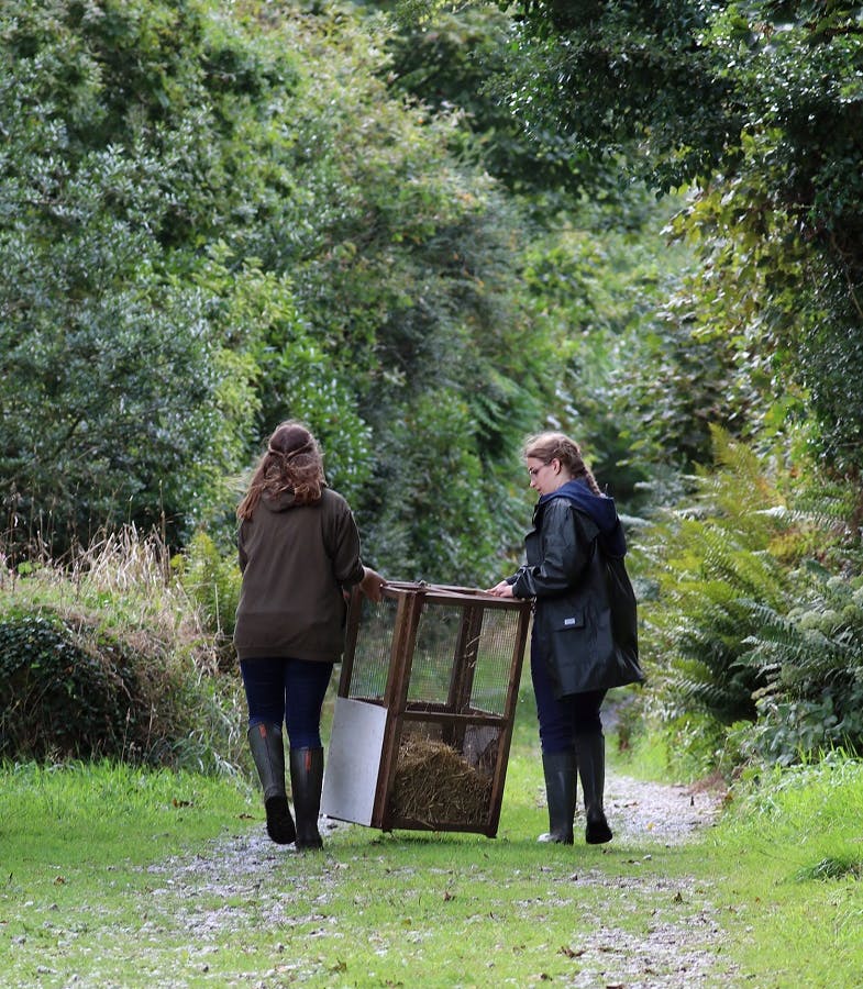 Two workers transporting water voles at Trelusback Farm in Cornwall, UK.