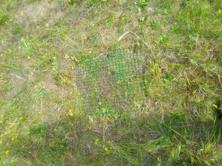 Wire fencing placed above an active nest in a grassy field 