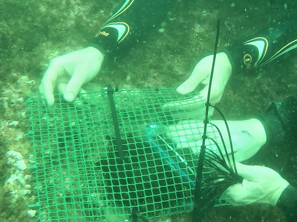 spore bag technique of restoring kelp