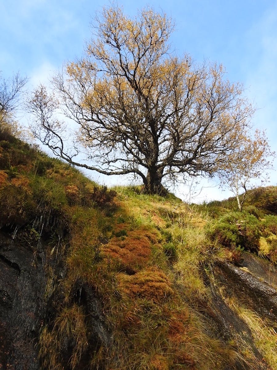 Mountain Birch (Betula pubescens)