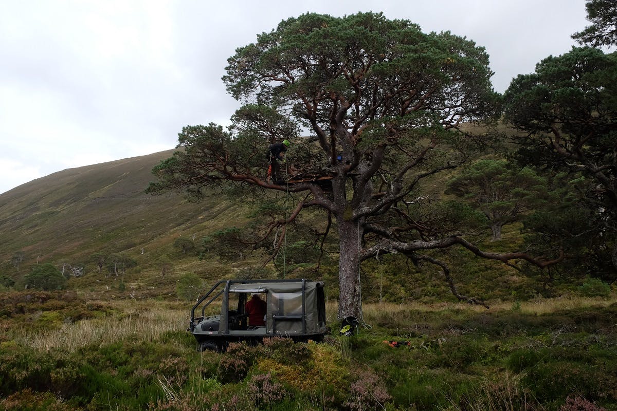 Mossy Earth building an eagle nesting platform in Scotland as part of their rewilding Britain efforts. 