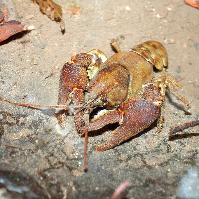 white-clawed crayfish on a riverbed.