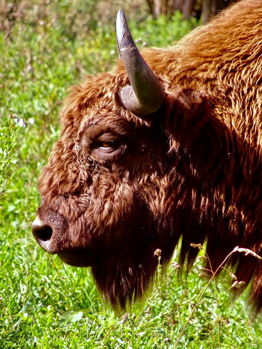 A headshot of a European bison, a keystone species, in grasslands.