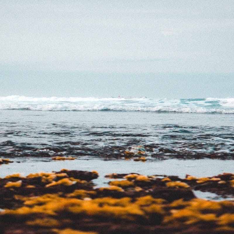 Orange and rust coloured seaweed cover the sands which meet gentle waves on an overcast beach. 