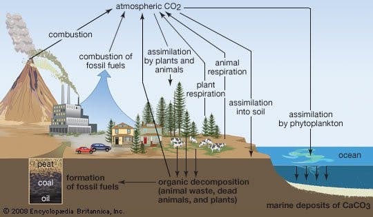 An infographic depicting the carbon cycle