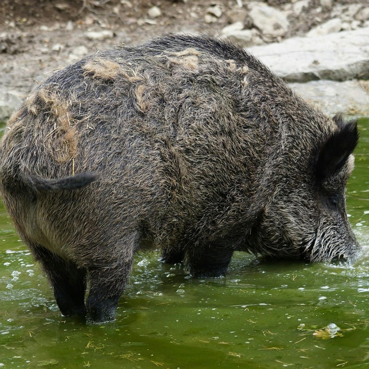 A large black wild boar in a watering hole