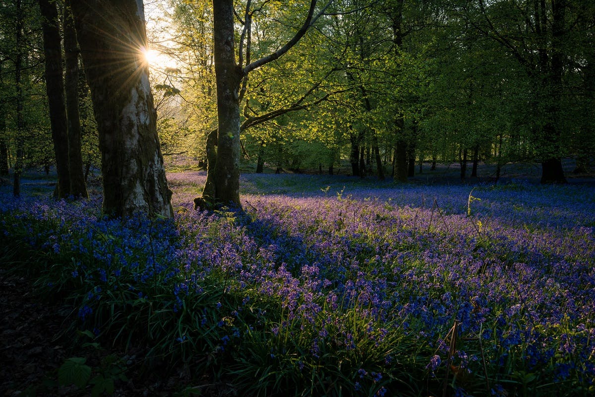 A bluebell woodland in England.