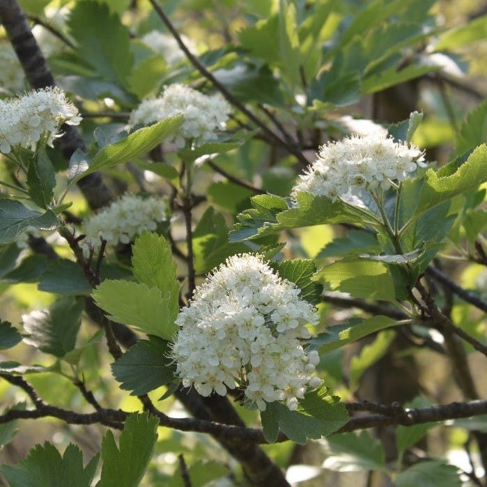 The beautiful white flowers of a Ley's whitebeam tree. 