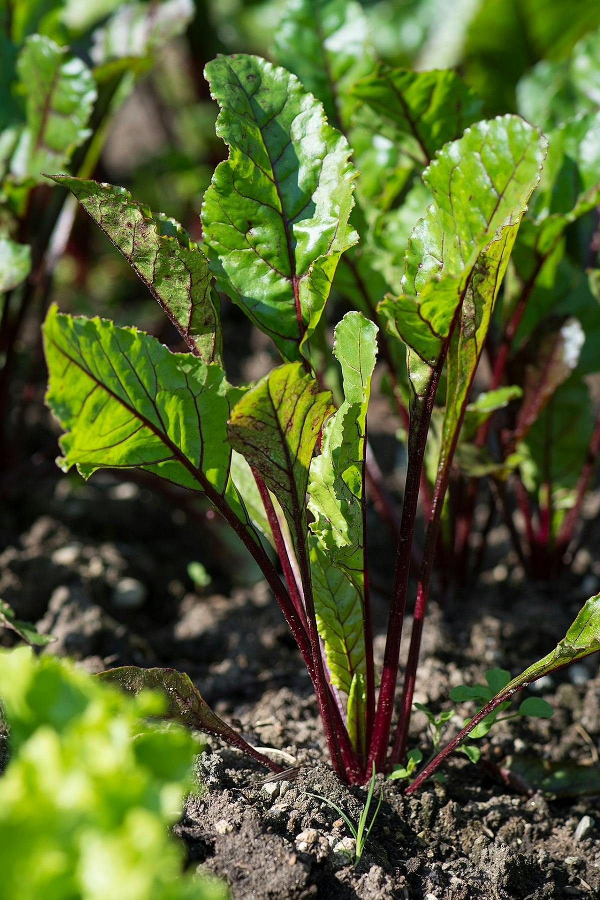 A patch of beetroot.