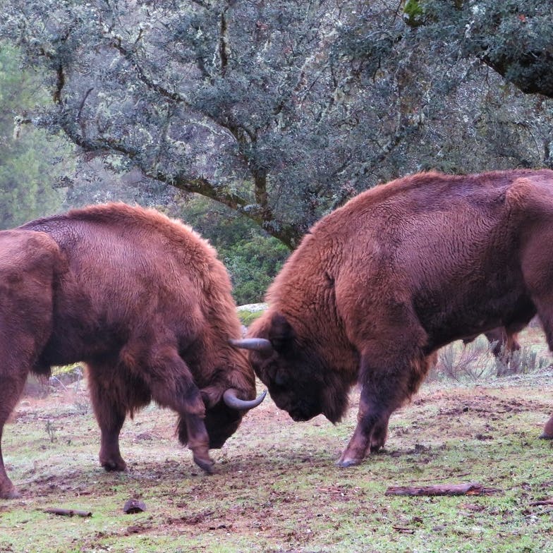 Two mature European bison bulls locking horns.