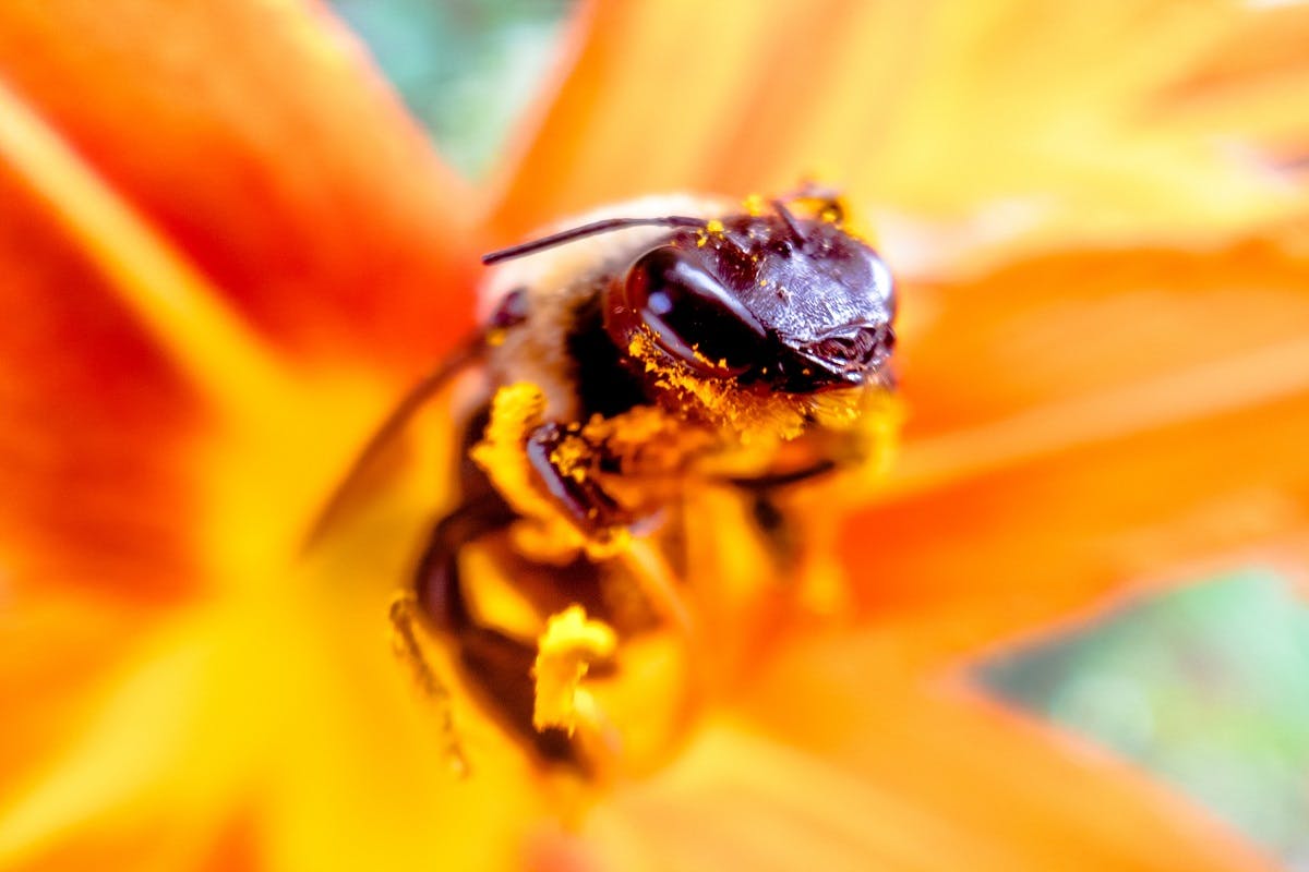 The close up view of a bee covered in pollen inside a yellow flower. Rewilding green spaces is an effective approach to restoring bees' habitats.