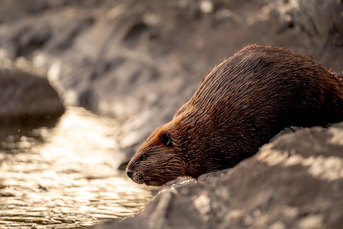 A beaver entering a river. The beaver is an exemplary reason for rewilding