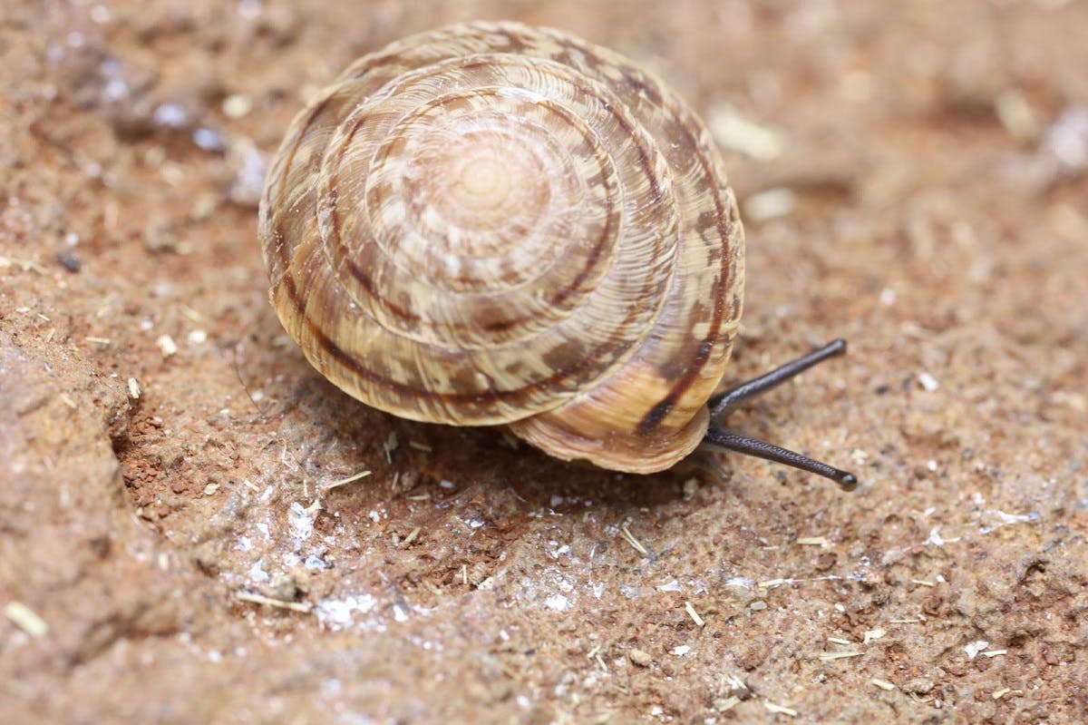 WildAware - The Fire Snail is one of the rarest snail species in